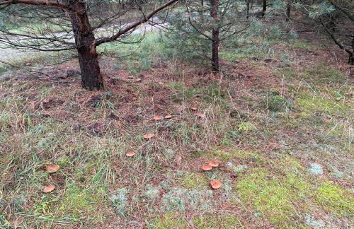 Ferienhaus mit Ruhe Wasser Licht - Foto 6
