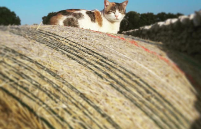 Agriturismo Masseria Del Crocifisso - Photo 29