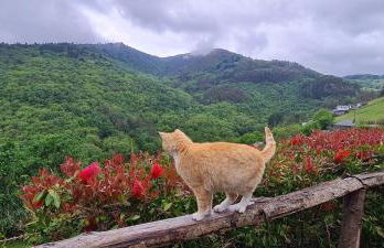 Apartamentos Rurales El Bosque de las Viñas - Photo 58