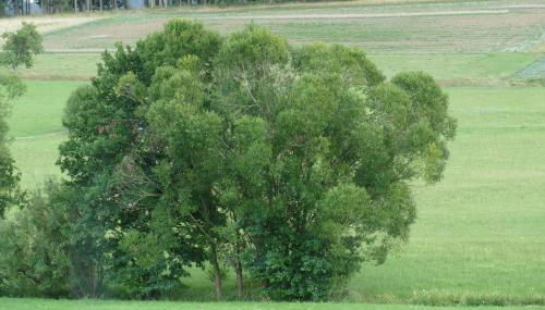 Zum Wiesengrund Blecher - Foto 3