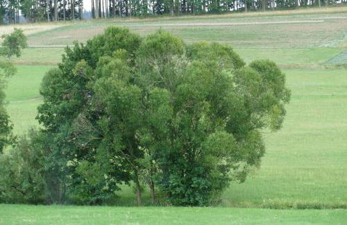 Zum Wiesengrund Blecher - Foto 3