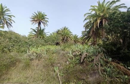 alquilaencanarias Casa La Playa La Gomera - Foto 26