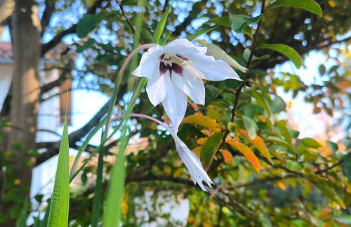 Les Treilles de Salies - Studio au calme - Foto 21