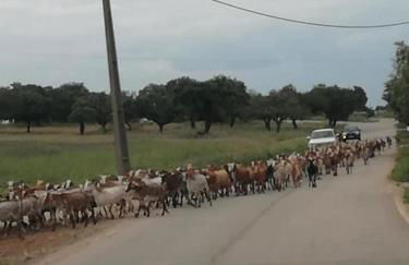 CasinhaD'Alice - Foto 19