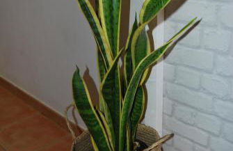 Casa Yerida - Foto 9