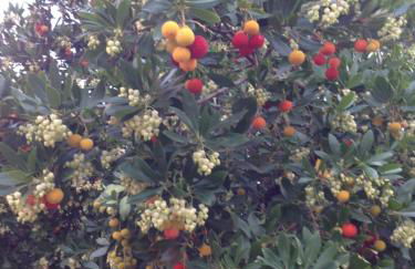 Le Clos des Arbousiers - Foto 26