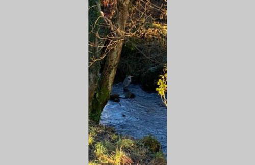 Lamlash- Self catering accommodation with seaviews - Photo 30