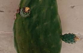 Masseria Tenuta I Quattro Venti - Foto 26