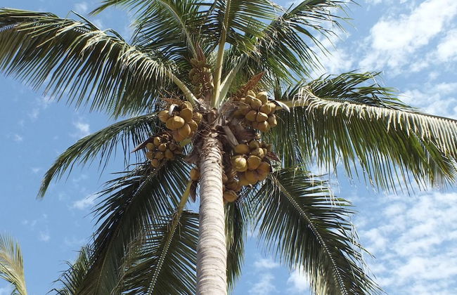 Kunta Kinteh Beach Complex - Foto 53