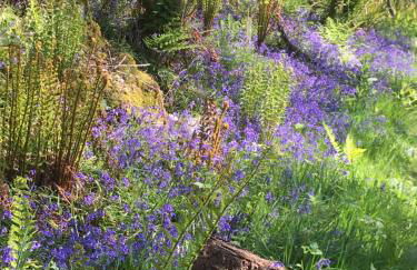 The Sheiling - Photo 20