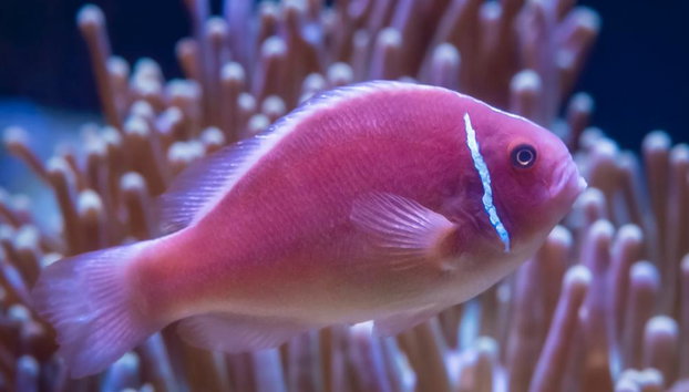 Admisión General Acuario del Pacífico - Foto 2