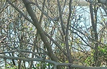 Casa Vacanze Nel Delta del Po - Foto 8