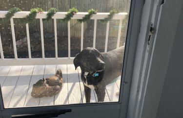 Seashell Cottage, in the Heart of Padanaram Village - Foto 17