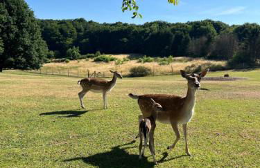 HirschRaum - Foto 10