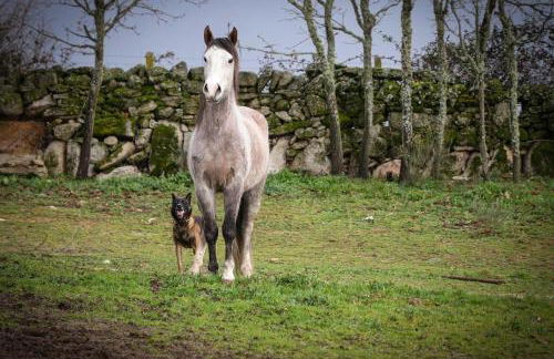 Alagoa Local - Foto 21