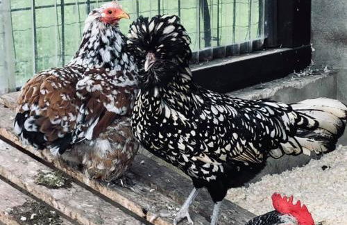 Gîtes du Tichweg - Foto 29