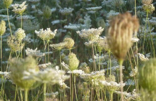 Tenuta Serre - Foto 45