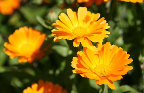 Apartments Residence Montana - Photo 31