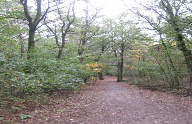 Bungalow in De Peel by Forest Retreat - Photo 27