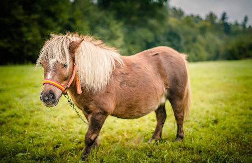 Agroturystyka Natura - Foto 48