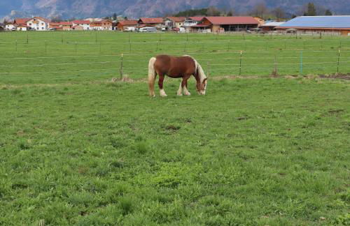 FeWo Bader - Foto 24