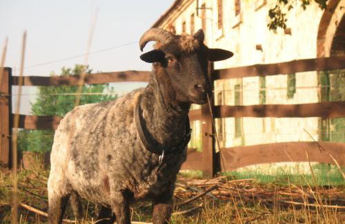 Agroturystyka Dom pod Sową - Foto 13