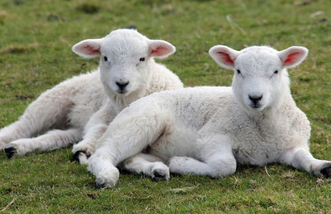 Drovers Retreat - Foto 30