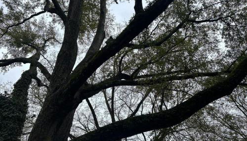 Under the Oaks, A Downtown Hidden Gem - Foto 2