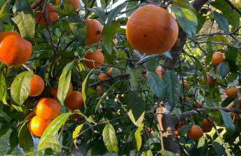 Reserva Pedra da Mata - Foto 9