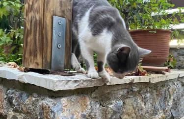 Panorama Traditional Village House - Foto 11