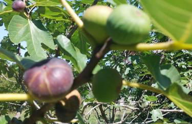 Villa Luigia - Photo 55