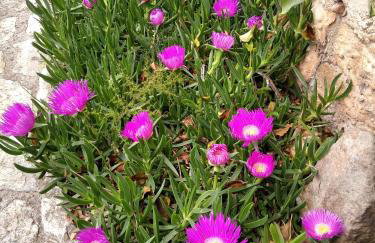 Apartments with parking space Ugljan - 8527 - Foto 13