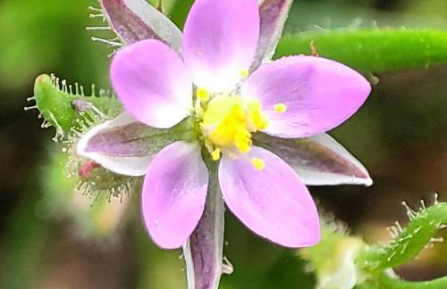 Studio Views Apartment, Cortijo Fruitful Hills - Photo 53