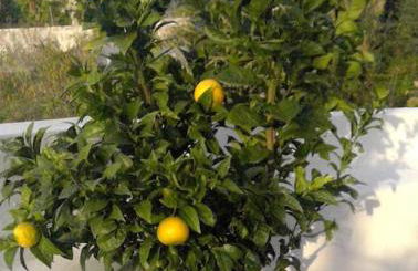 villa Lagoa - Foto 19