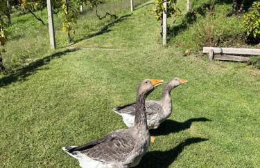 Casa Nonna Nina - Foto 21