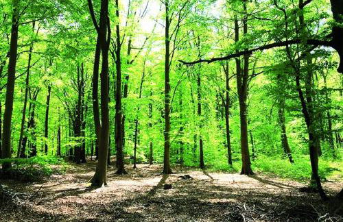 Ostsee-Ferienwohnung Uhlnüst Graal-Müritz - Foto 32