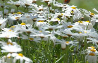 LIORIZA Country Houses - Foto 78