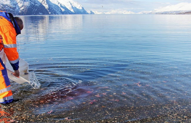 10 Person Holiday Home in Lyngseidet - Foto 34