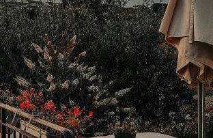 The Olive Grove in Tuscany - Foto 14