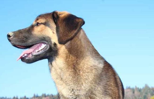 Inviting Apartment in Freyung With Sauna & Indoor Pool - Foto 49