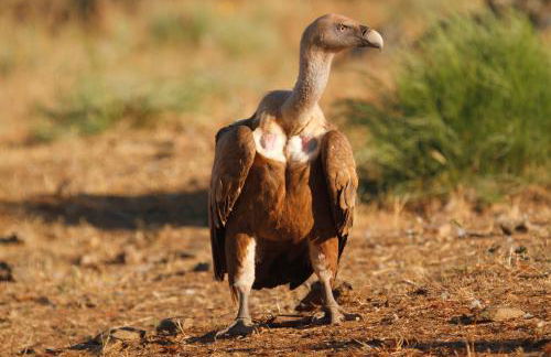 Apartamentos de Astroturismo la Cañada - Foto 7