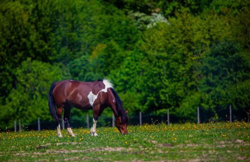 Bieszczady , Sadyba na Lipowcu - Foto 41