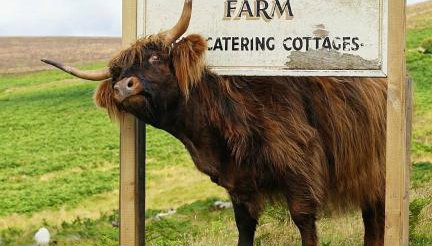 Idyllic Dartmoor Cottage - Foto 5