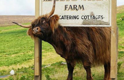 Idyllic Dartmoor Cottage - Foto 5