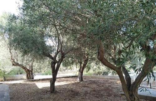 White Villa in Olive trees and Seaview to Panagia - Foto 43