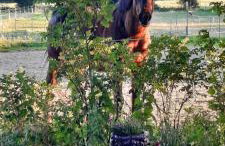 Ferienhaus Winnerthof - Photo 30