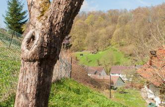 Platell Ferienhäuser Harz Lerbach - Foto 36