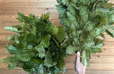 Wellness Villa Resort - Foto 69