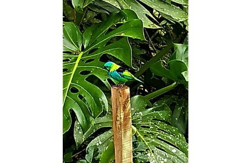 Sitio Libardo em Meio a Natureza - Nova Trento - Foto 118