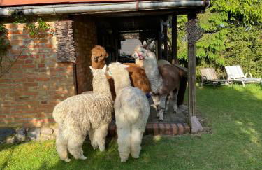 Alpakatherapie und Ferienhof Charlottenthal - Foto 7